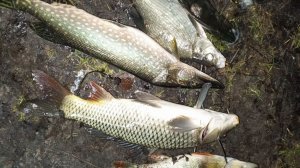 Подводная охота, зимний сезон открыт.