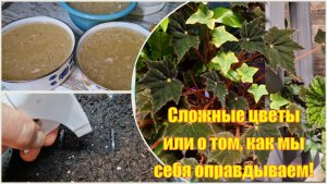 Мой цветочный рай в доме. Холодец. Эустома.