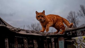 Мир и спокойствие в жизни деревенской