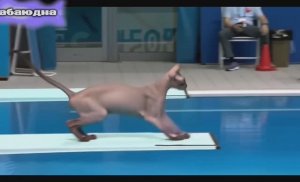 СОРЕВНОВАНИЕ КОТОВ 🔥😻🏆🏆🏆#видео #рутуб #тренд #рейтинг #очень