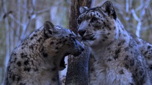 В мире животных