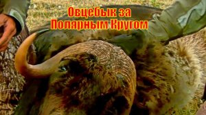 Овцебык за Полярным Кругом