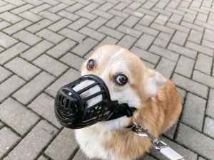 музыкальная Кисена трансляция