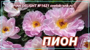 Полумахровый пион "PINK DELIGHT"/Сад Ворошиловой