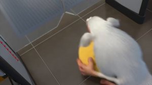 СМЕШНАЯ ОЗВУЧКА ПРО БУБУ🤣🤣🤣🤣