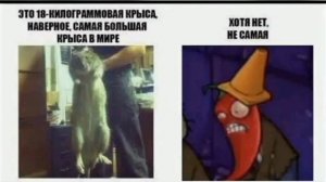 Мемы pvz! 👀