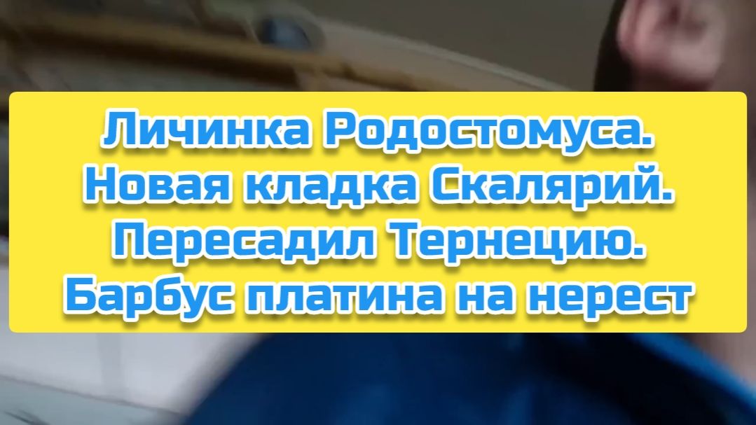 Личинка Родостомуса. Новая кладка Скалярий. Пересадил Тернецию. Барбус платина на нерест смотреть онлайн