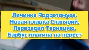 Личинка Родостомуса. Новая кладка Скалярий. Пересадил Тернецию. Барбус платина на нерест