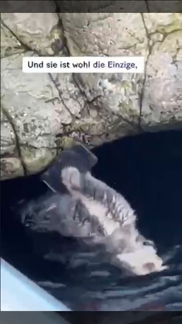 🦦 Ибо нечего ронять свои телефоны