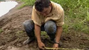 Гигантский крокодил.