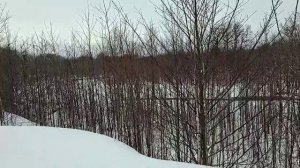 Прогулка в лесу после метели| Следы животных на снегу| Разговор в лесу| Двое дома