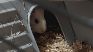 Смотреть Морская свинка на RUTUBE: подборки видео - онлайн бесплатно