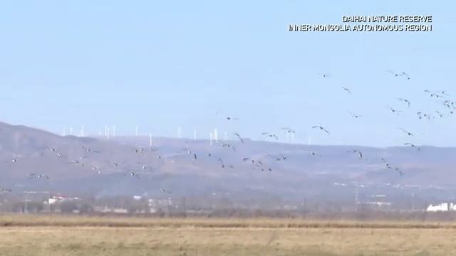 🐦Дрофы во Внутренней Монголии