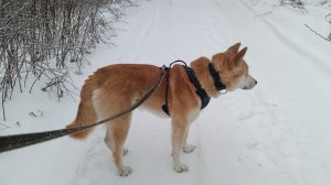 Утренний Променад.