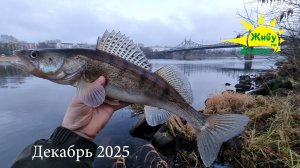 Льда нет. Ловим Судака на Спиннинг. Прямо в городе. Декабрь 2025  Волга