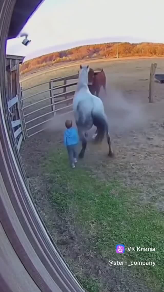 Лошадь заступилась за ребёнка