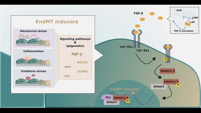 Эндотелиально-мезенхимальный переход при сердечно-сосудистых заболеваниях: молекулярные исследования