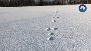 ДВА ЗАЙЦА ПО-БЫСТРОМУ. НАКОНЕЦ-ТО МОРОЗЫ НАСТУПИЛИ