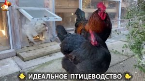 Идеальное птицеводство достойно восхищения 🐓🦆🦢🦚🦃🐔 эпизод (414)