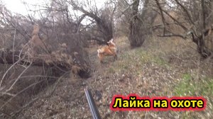 Лайка на охоте