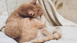 Рыжий кот умывается. ч.1.