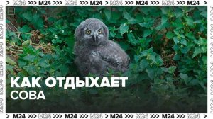 Московский зоопарк показал видео отдыхающей совы - Москва 24