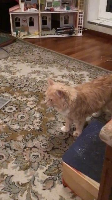 Котёнок Тортик в гостях у Персика. 07.12.2025. Санкт-Петербург. Эпизод 2