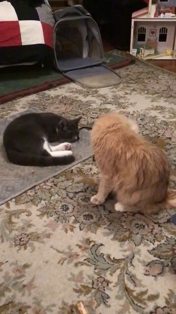 Котёнок Тортик в гостях у Персика. 07.12.2025. Санкт-Петербург. Эпизод 5