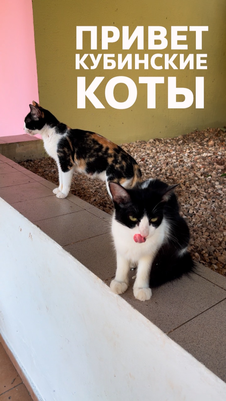 Привет кубинские коты #варадеро смотреть онлайн