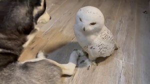 Белая сова 🥰