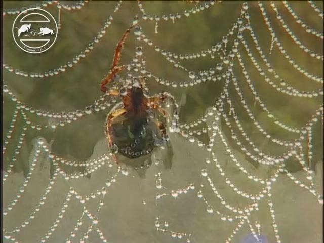 Затерянный мир Галичьей горы