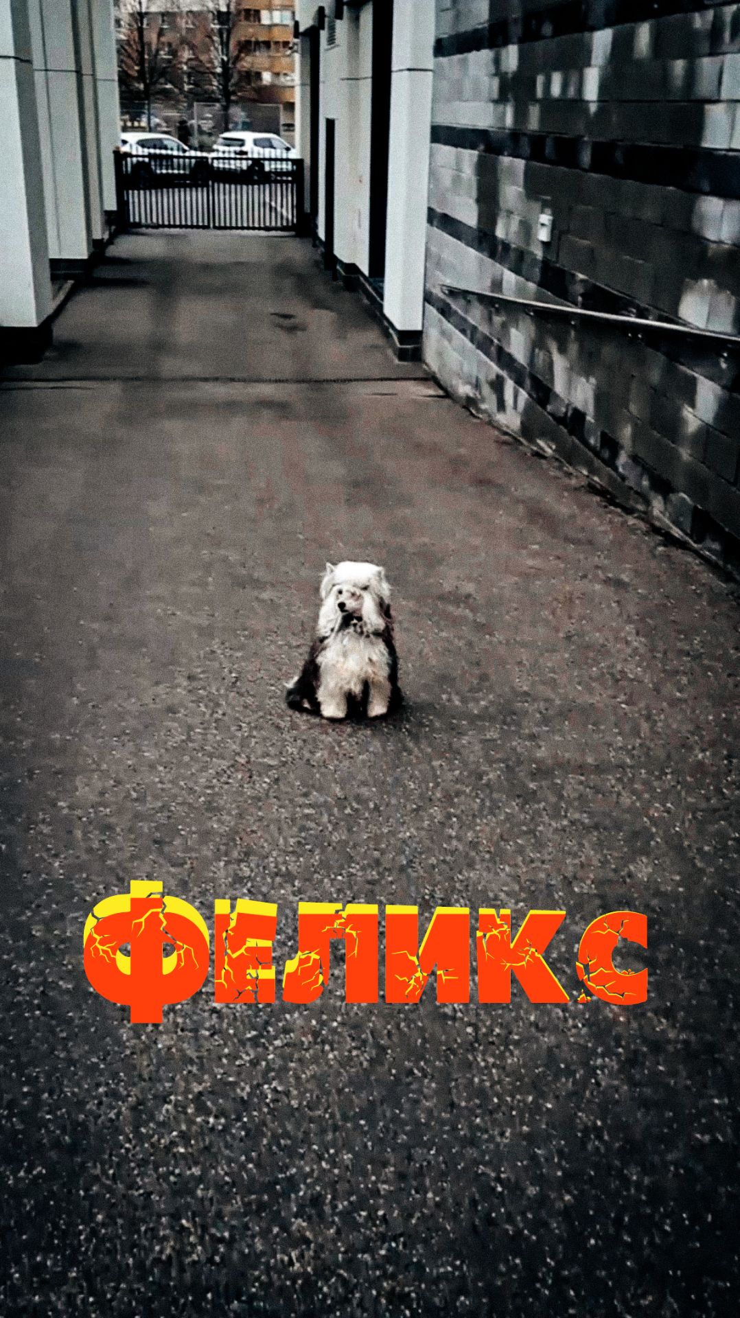 Феликс 1 год 4 мес., сынок нашего Люкса.