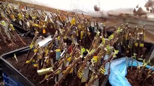 Как сохранить до весны привитые зимой плодовые растения?