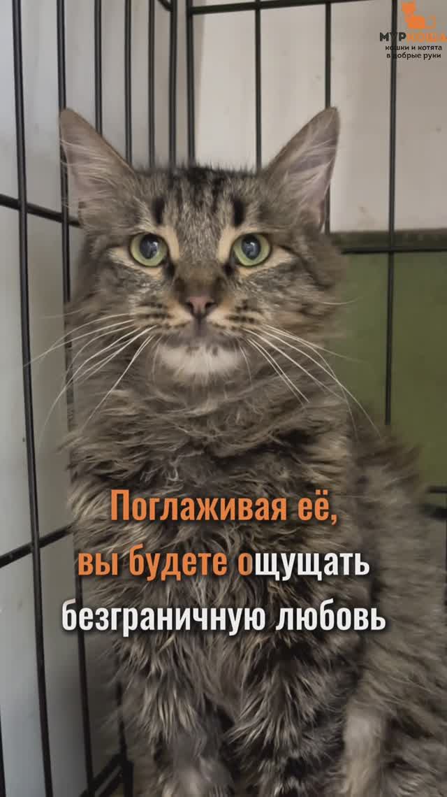 Эйва ждёт вас в приюте #Муркоша
