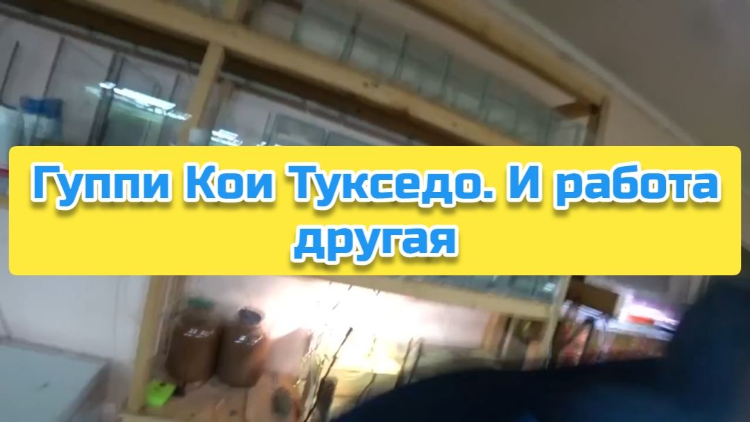 Гуппи Кои Тукседо. И работа другая смотреть онлайн