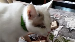 Наследство. Маруся. Цветочки. Запись от 22.10.25 г.