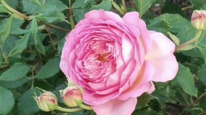 Яркая и ароматная английская роза.