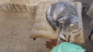 утренняя покупка продуктов