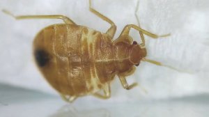 Как избавиться от постельных клопов в квартире: самый быстрый и универсальный способ