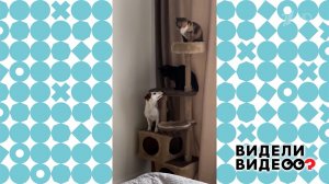 Незваный гость. Видели видео? Фрагмент выпуска от 07.12.2025