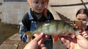 | Толстые Невские окуни | Graphiteleader Bellezza GLABS-602SXUL |