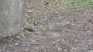 БЕЛОЧКА ПРИШЛА (к кому и зачем)