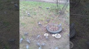 ПТИЧКИ  ХОТЯТ КУШАТЬ