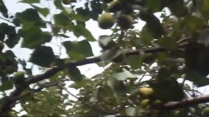 3. В.Железов. Урожай 2016. Шелковица