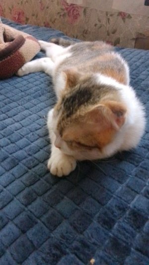 есть вкусняшки