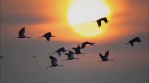 Журавли улетели. Песня в стиле шансон