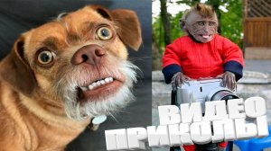 ЛУЧШИЕ ПРИКОЛЫ 2025 | ПРИКОЛЫ 2025 | СВЕЖИЕ ПРИКОЛЫ 2025 | РЖУ НЕ МОГУ |