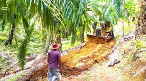Строительство, расчистка  дороги  в лесу, обзор