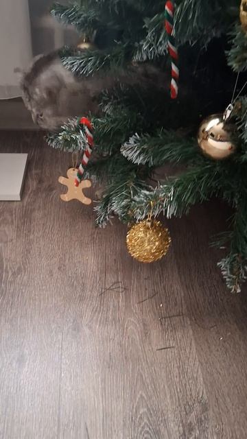 Типо новогодний подарок