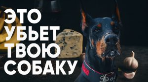 Это убьет твою собаку